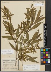 Foto von Salix alba L. x Salix fragilis L.